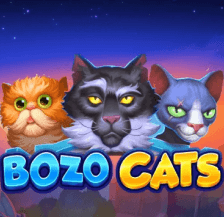 Bozo Cats Bozo Cats